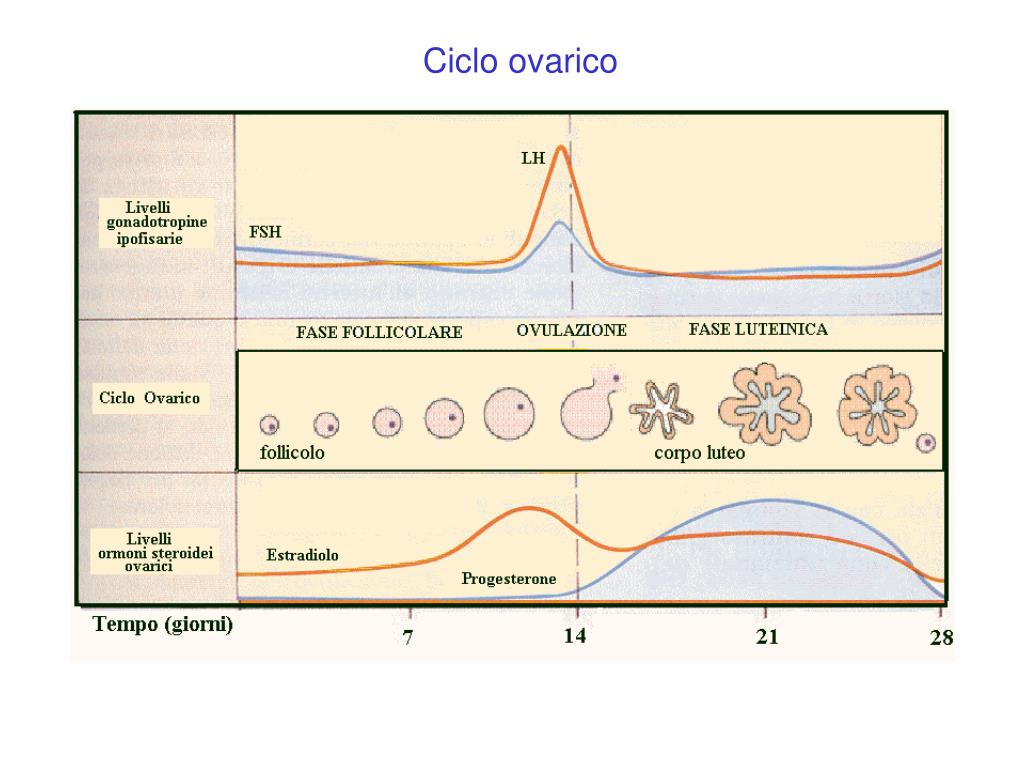 Ciclo ovarico fases