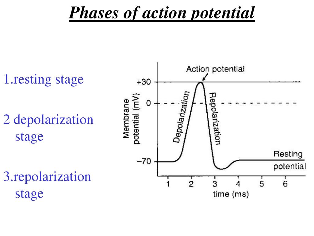 Action potential phases