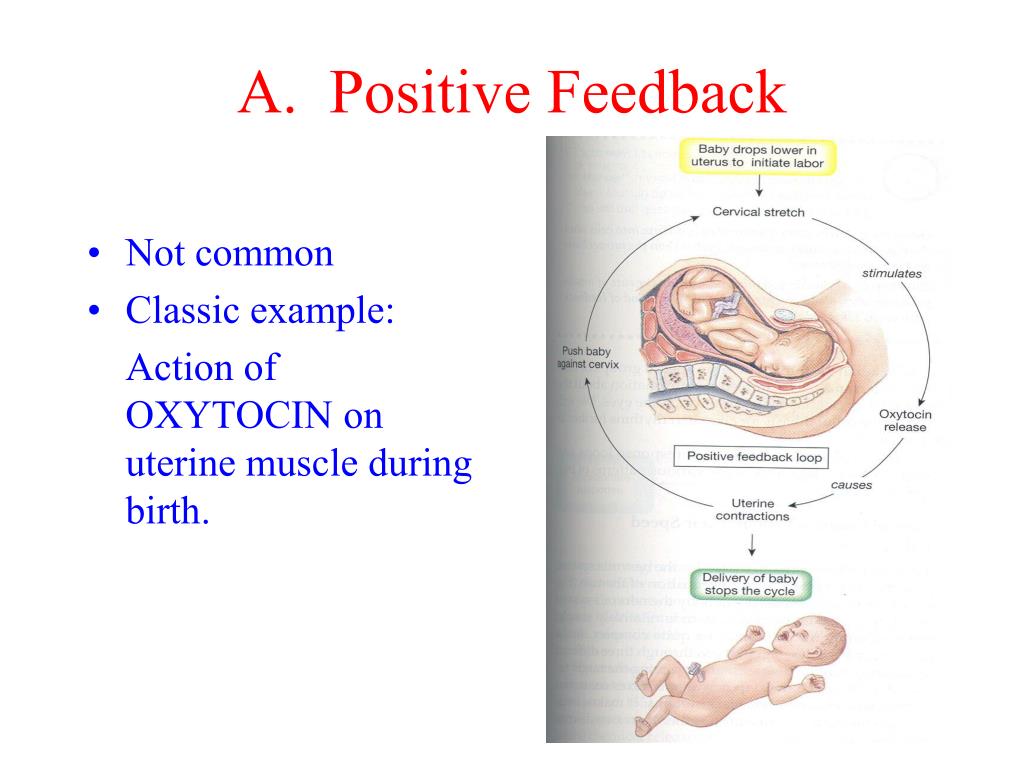 Positive Feedback Loop Endocrine System positive-feedback-loop-endocrine-system