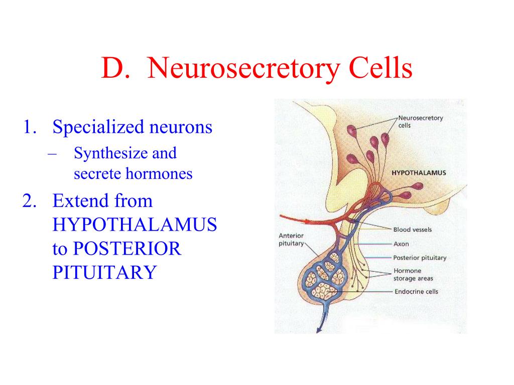 PPT - Hormones and Feedback Mechanisms PowerPoint Presentation, free