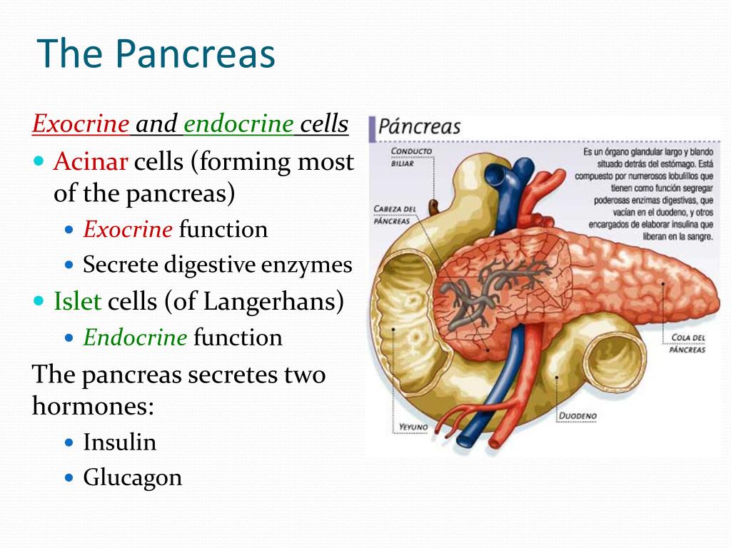 PPT - Endocrine System ( Hormones ) PowerPoint Presentation, free