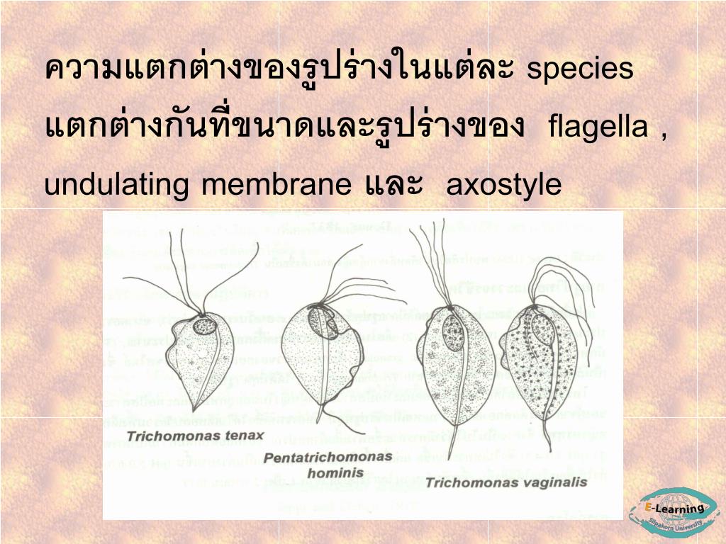 Ppt Trichomonas Vaginalis Powerpoint Presentation Free Download Id