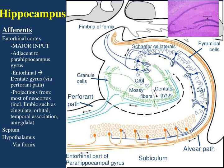hippocampus anatomy 2d hippocampus anatomy 2d