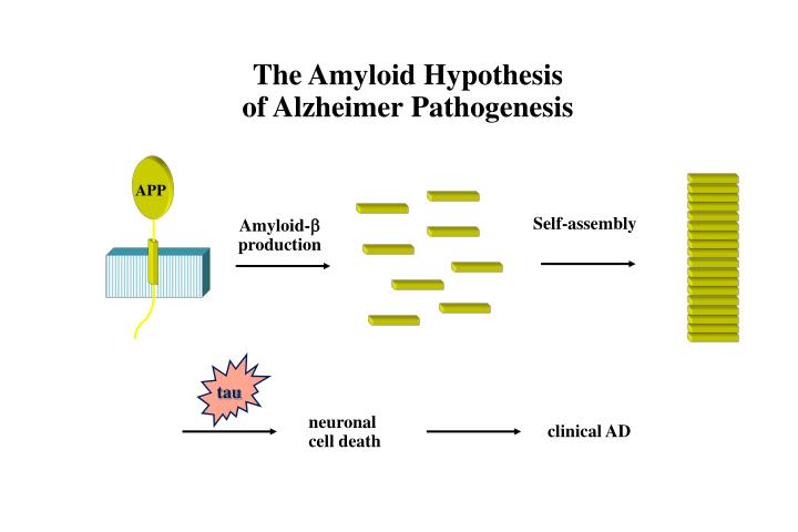 PPT - The Amyloid Hypothesis of Alzheimer Pathogenesis PowerPoint ...