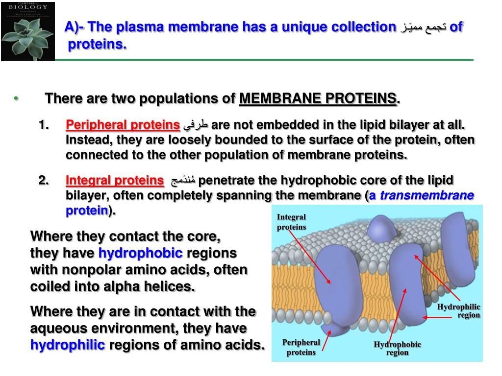 hydrophobic amino acids in membran hydrophobic amino acids in membran