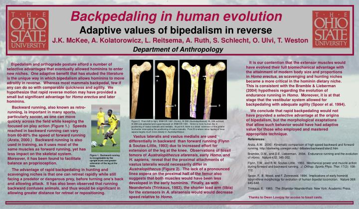 PPT - Backpedaling in human evolution Adaptive values of bipedalism in