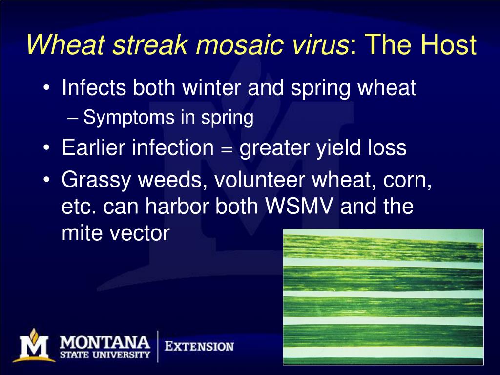 wheat streak mosaic virus