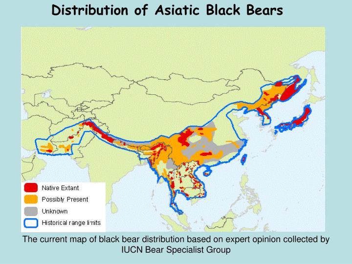 PPT Habitat, conflict, and poaching of Asiatic black bears Ursus