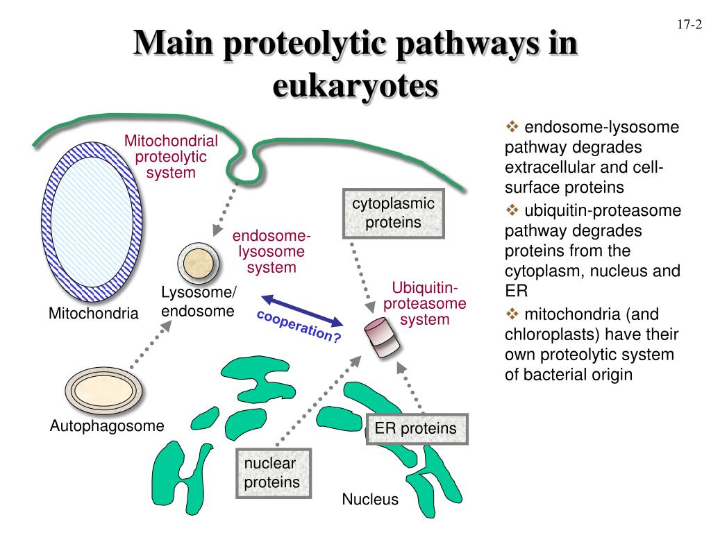 Cellular protein degradation PowerPoint Presentation, free ... Biology Diagrams