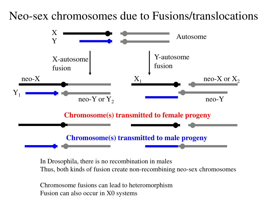 Ppt The Evolution Of Sex Chromosomes Similarities And Differences