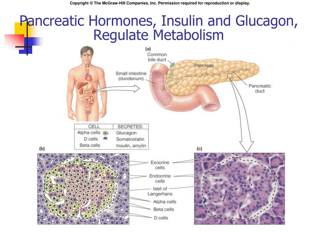 The Endocrine Pancreas PowerPoint Presentation, free download ... Biology Diagrams