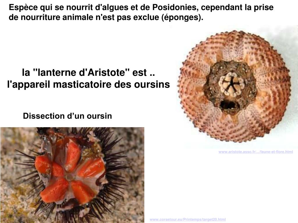 PPT Activité 1 Comment se déroule la reproduction sexuée chez l