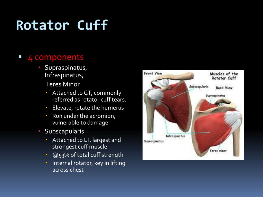 PPT - Common painful Shoulder conditions PowerPoint Presentation, free ...