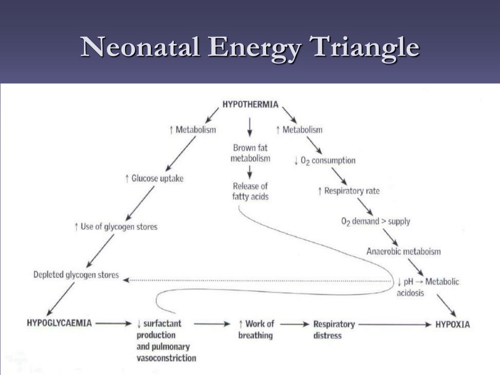 PPT Temperature Control In The Neonate PowerPoint Presentation Free 