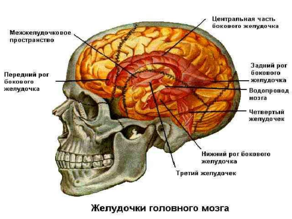 Правый желудочек головного. Задние рога боковых желудочков мозга. Стенки третьего желудочка головного мозга. Стенки желудочков мозга анатомия. Височный Рог бокового желудочка.