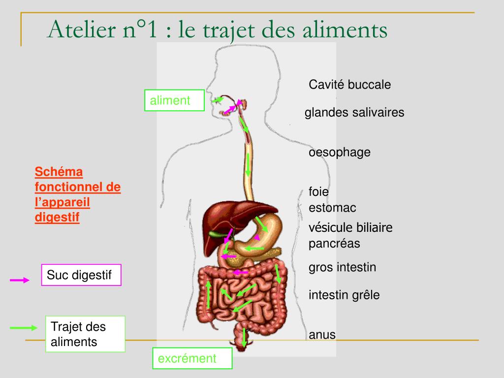 PPT - Tp : la digestion PowerPoint Presentation, free download - ID:3376473