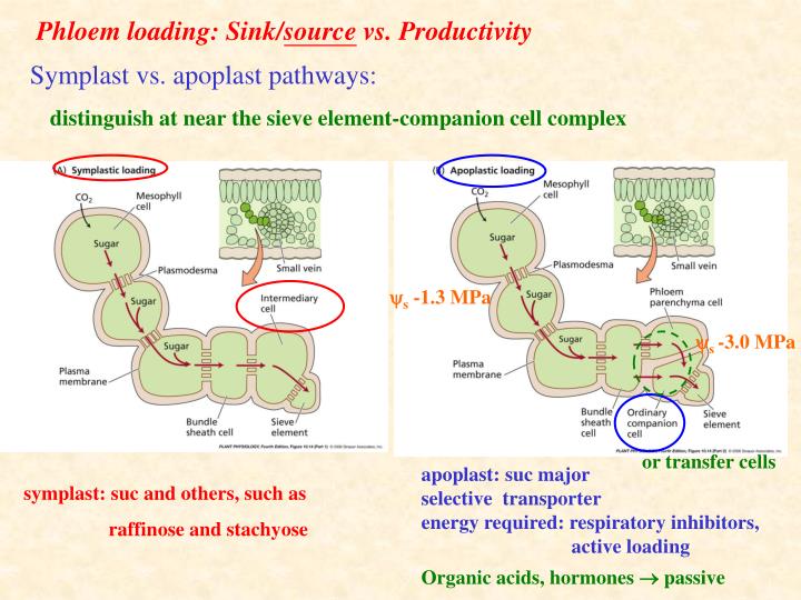 PPT - Phloem loading: Sink/ source vs. Productivity ...