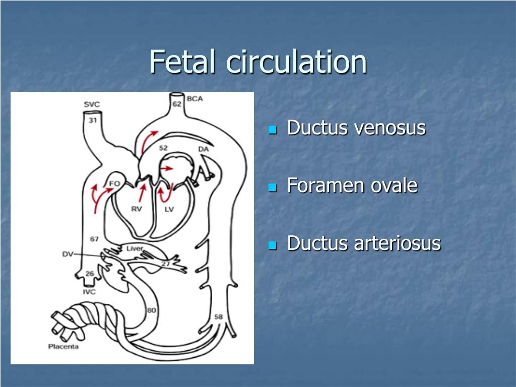 PPT - Neonatal and Paediatric Anatomy and Physiology ...