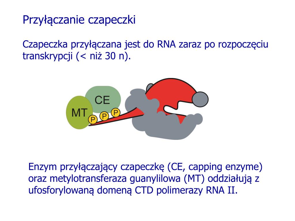 Co To Jest Transkrypcja Biologia PPT - TRANSKRYPCJA U EUKARYOTA PowerPoint Presentation, free download