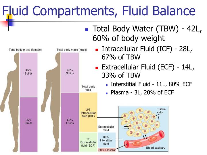 when your body fluid compartments when your body fluid compartments