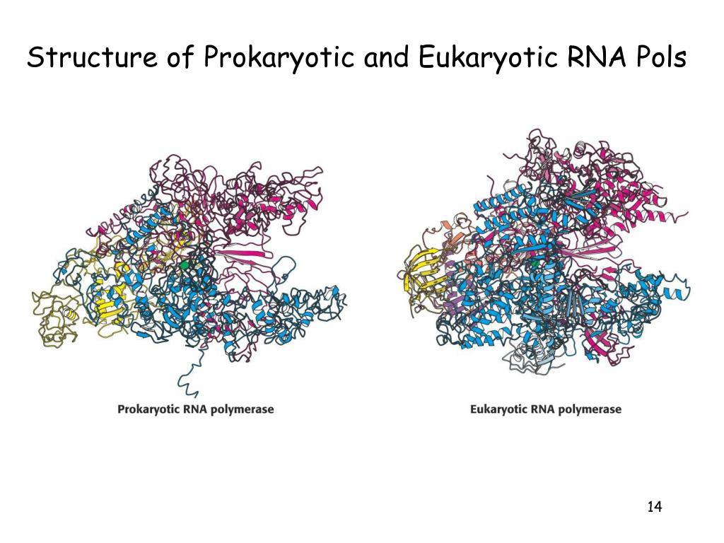 Рнк полимераза участвует. РНК полимераза прокариот. РНК полимераза 2. РНК полимераза 1. РНК полимераза 3.