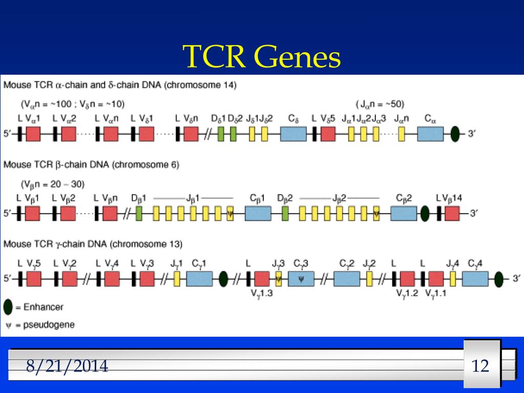 dna vs rna tcr repertoire dna vs rna tcr repertoire