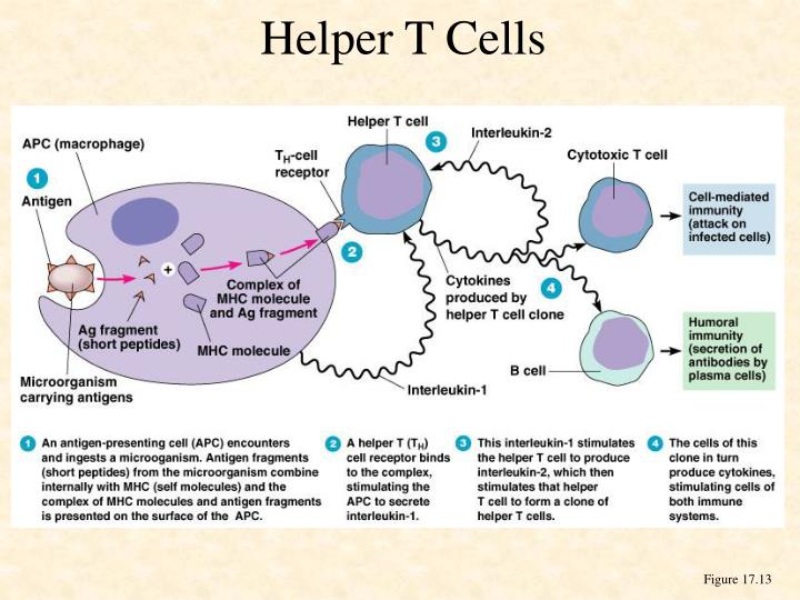 ppt cell mediated immunity cmi powerpoint presentation id 3379897 cell mediated immunity