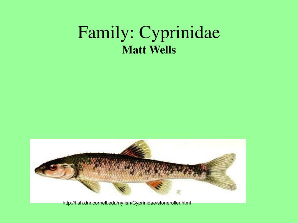 Minnow Family Cyprinidae