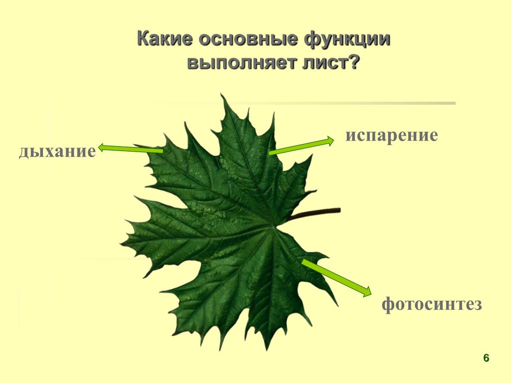 Биология 6 класс функция листьев. Биология 6 класс лист функции листа. Внешнее строение листа клена. Строение листа клена. Какие функции выполняет лист.