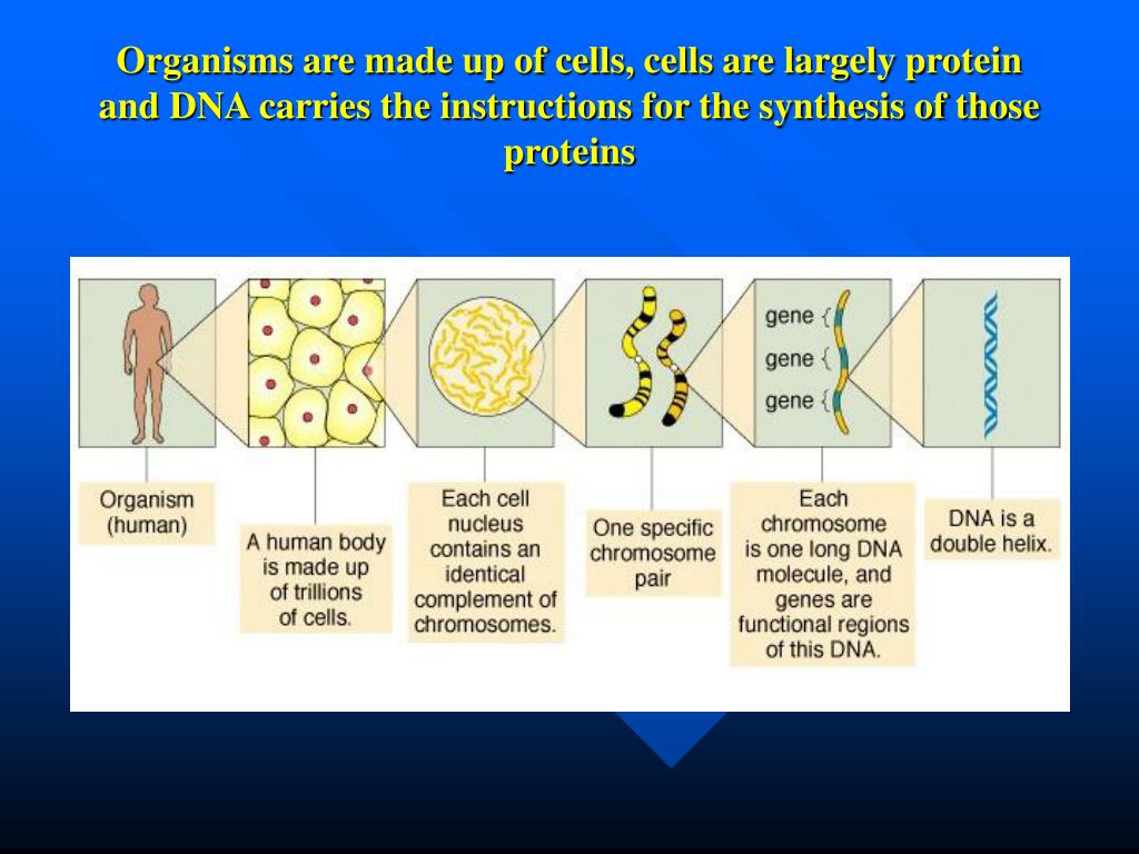 building blocks of dna building blocks of dna