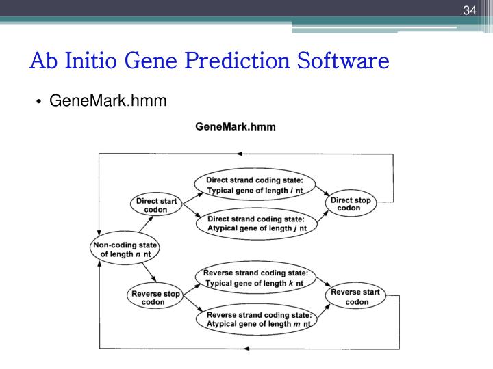 PPT - Gene Prediction PowerPoint Presentation - ID:3384560