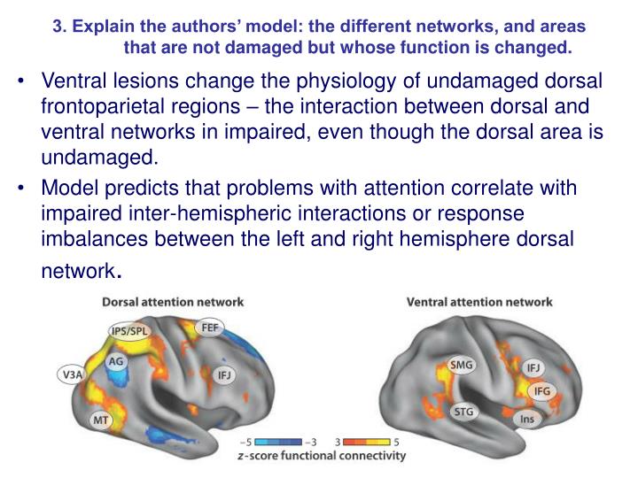 PPT - Spatial Neglect and Attention Networks PowerPoint Presentation ...