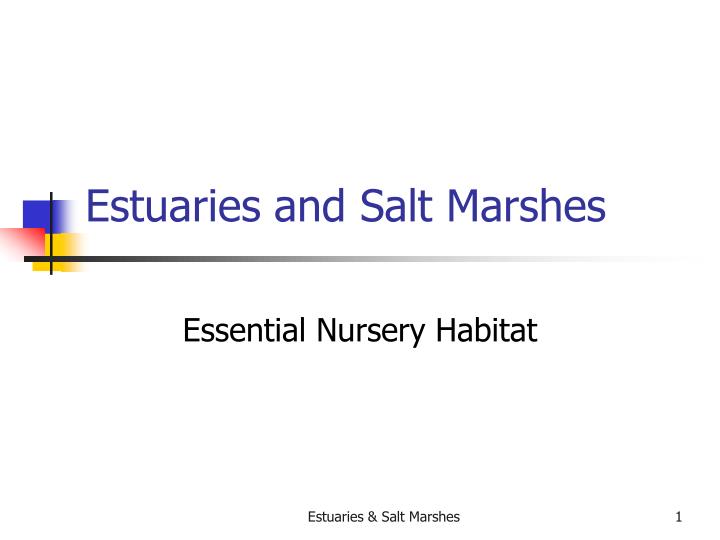 pictures-estuary-light-penetration