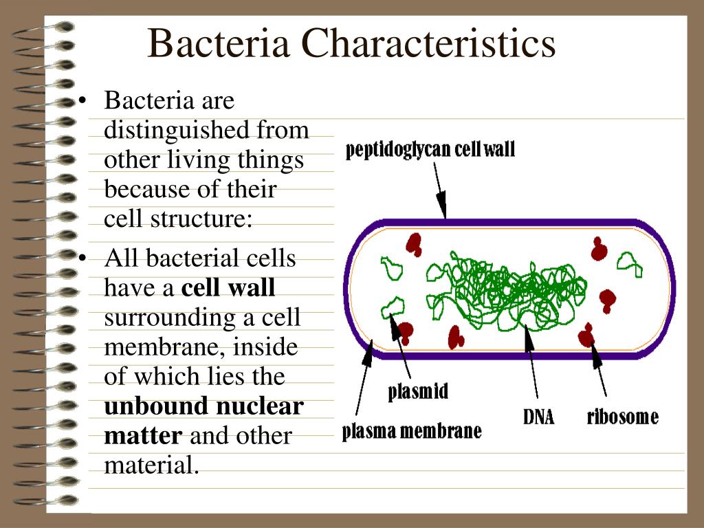 Their cell. Presentation ultrastructure and Chemical Composition of bacterial Cell.