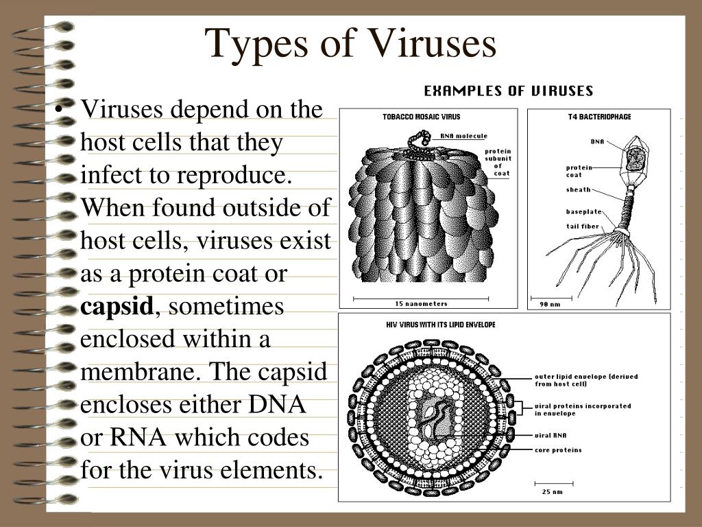 virus types retrovirus