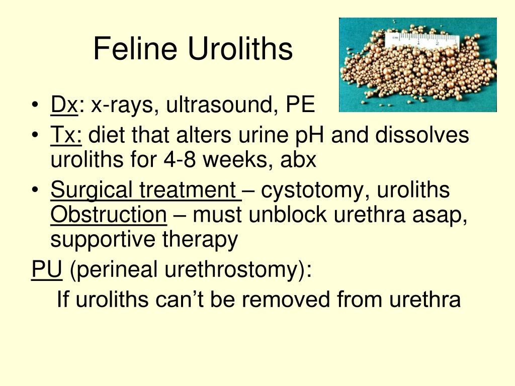PPT - Diseases of the Urinary System PowerPoint Presentation, free ...