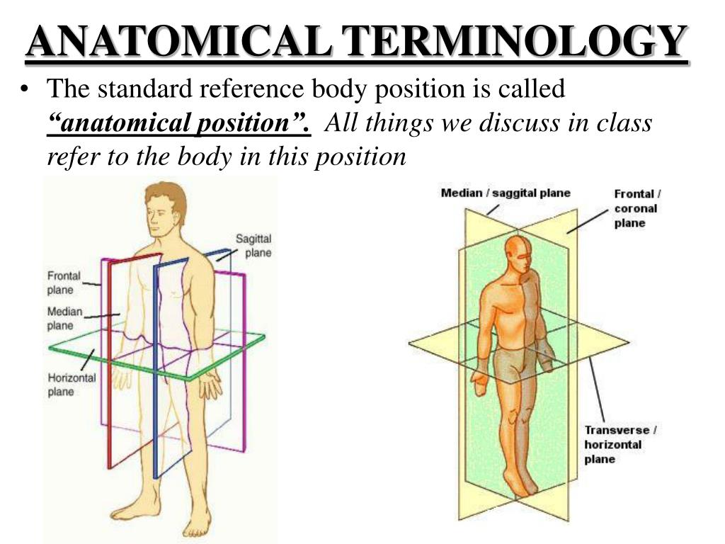 List Of Anatomical Terms