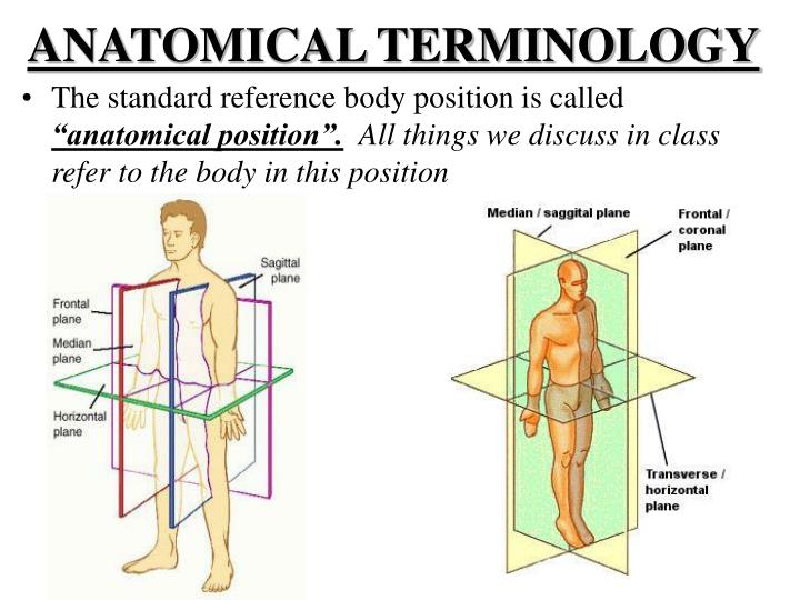 PPT - HUMAN ANATOMY 101 PowerPoint Presentation - ID:3388200