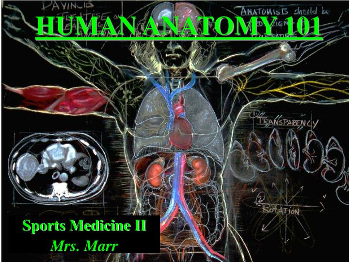 PPT - HUMAN ANATOMY 101 PowerPoint Presentation - ID:3388200