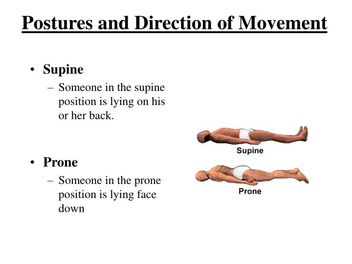 PPT - HUMAN ANATOMY 101 PowerPoint Presentation - ID:3388200