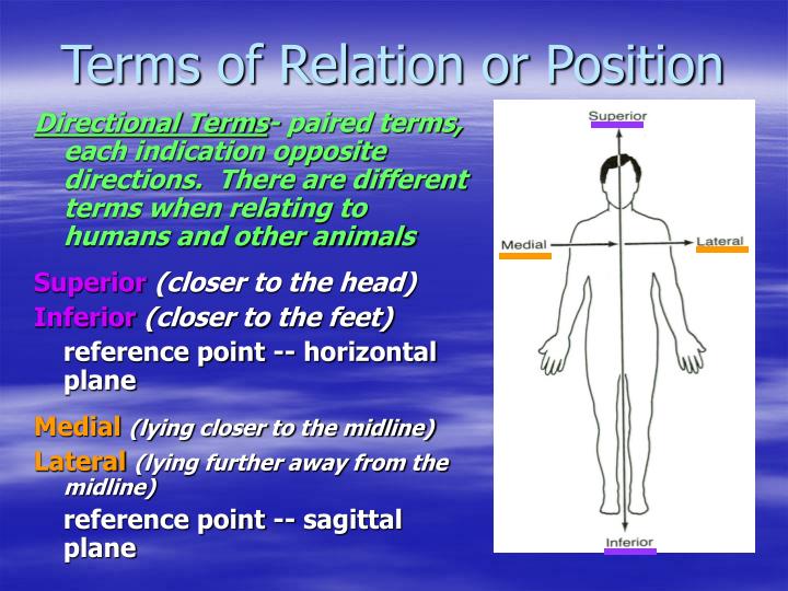 PPT - HUMAN ANATOMY 101 PowerPoint Presentation - ID:3388200