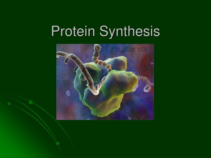 PPT - Protein Synthesis PowerPoint Presentation, Free Download - ID:3389480