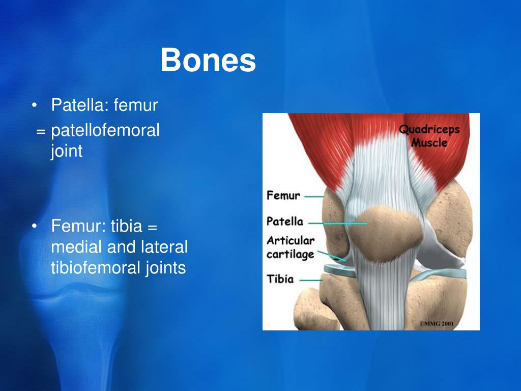 Patella: femur = patellofemoral joint * Femur: tibia = medial and lateral t...