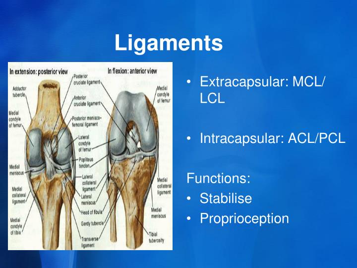 PPT - Clinical Anatomy of the knee PowerPoint Presentation - ID:3391896