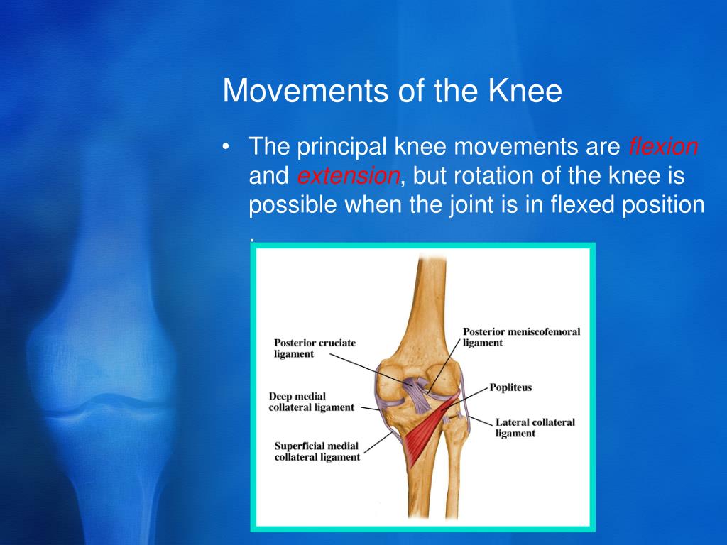 PPT - Clinical Anatomy of the knee PowerPoint Presentation, free