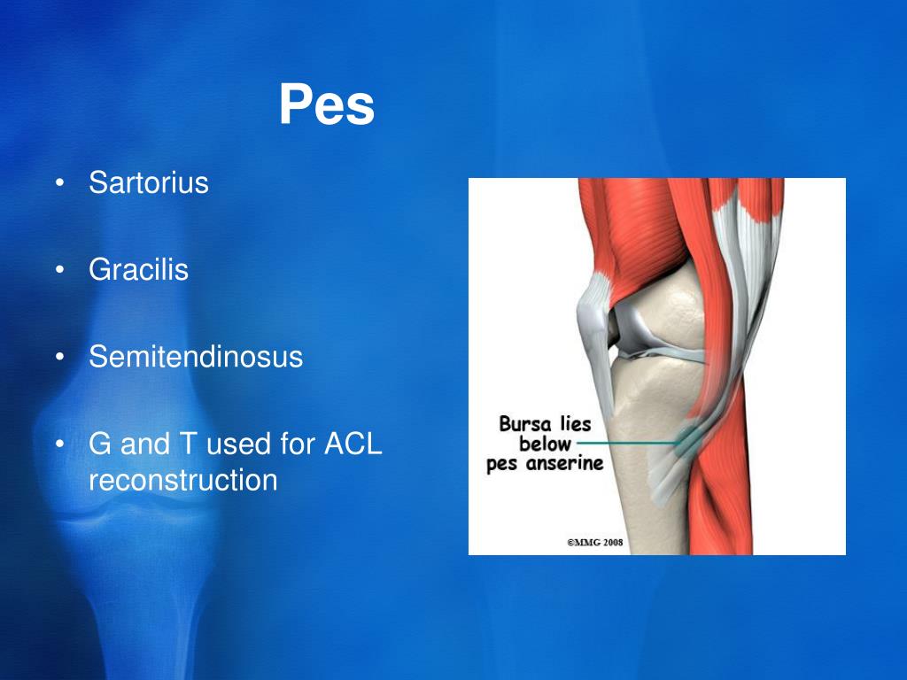 PPT - Clinical Anatomy of the knee PowerPoint Presentation, free ...