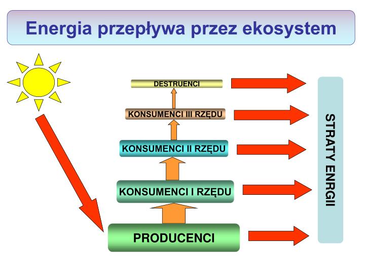 Przepływ Energii W Ekosystemie PPT - Energia – od Słońca do żarówki PowerPoint Presentation - ID:3393765