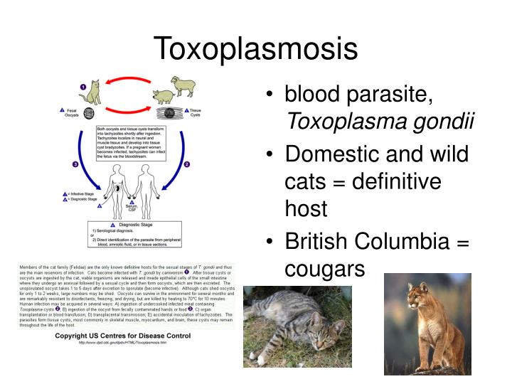 PPT Toxoplasmosis PowerPoint Presentation ID3394955