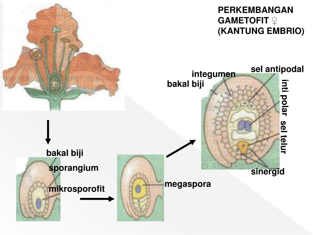 Женский гаметофит цветкового растения это. Чем представлен гаметофит цветкового растения. Семязачаток цветка. Мегаспора.