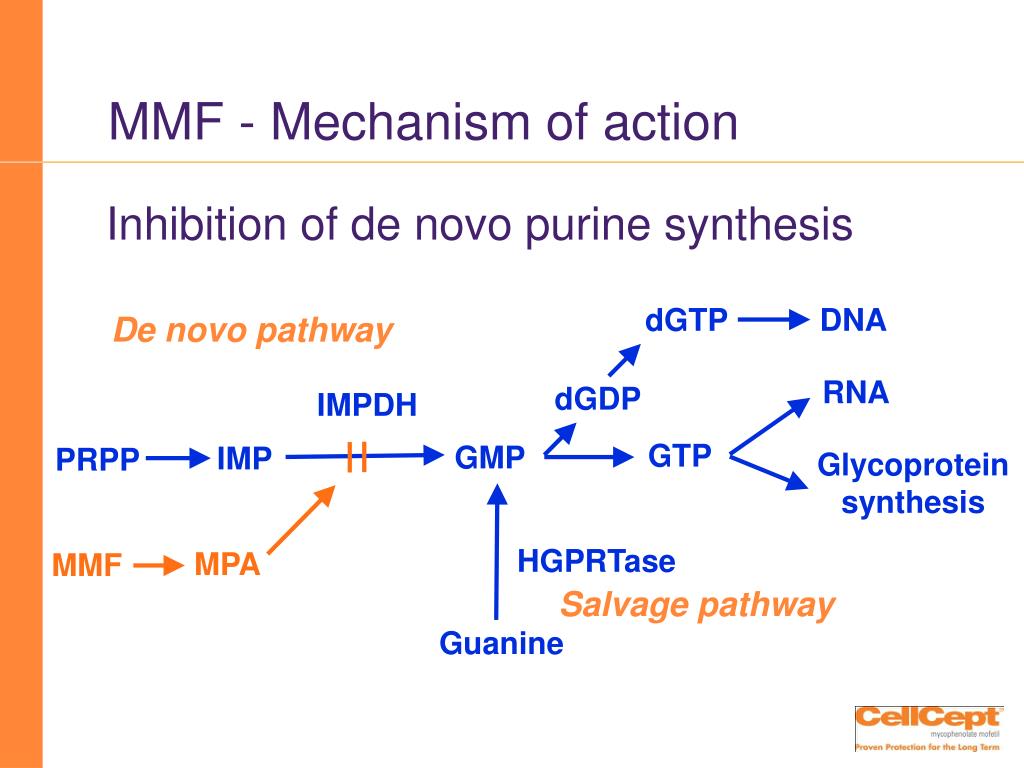 Ppt Immunosuppression Is 1954 – 2005 Powerpoint Presentation Free Download Id 3400745